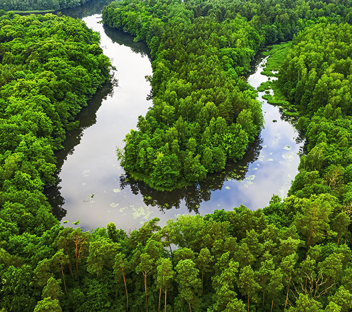 Ilustração de restauração de florestas – proteção de água e biodiversidade – Associação Verde Esperança