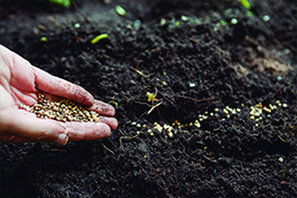 Projeto Feira de Troca de Sementes – economia solidária – Associação Verde Esperança - ESG - Ong Confiável