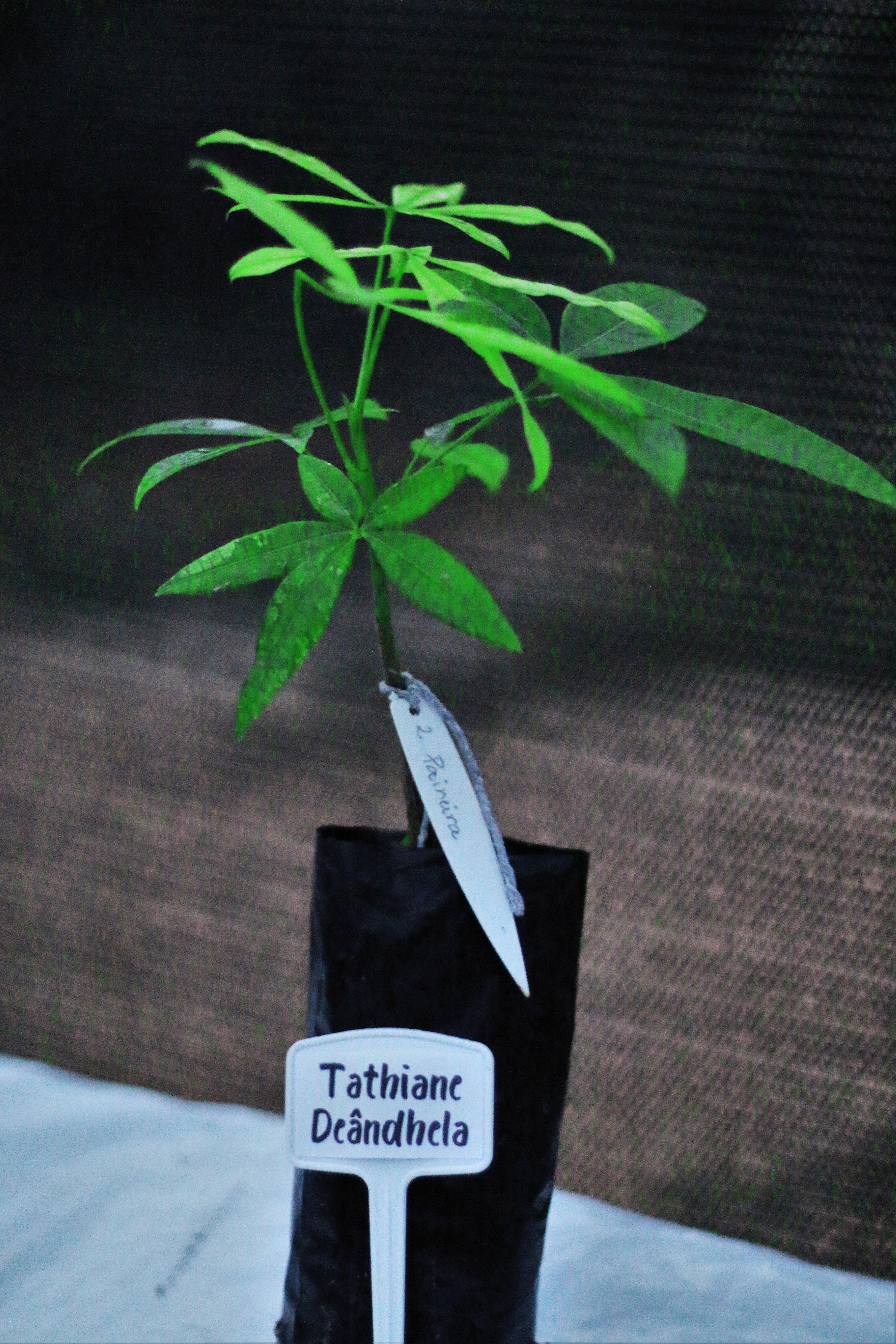 Pessoas famosas e influenciadores recebem presente de Associação Ambiental sem fins lucrativos