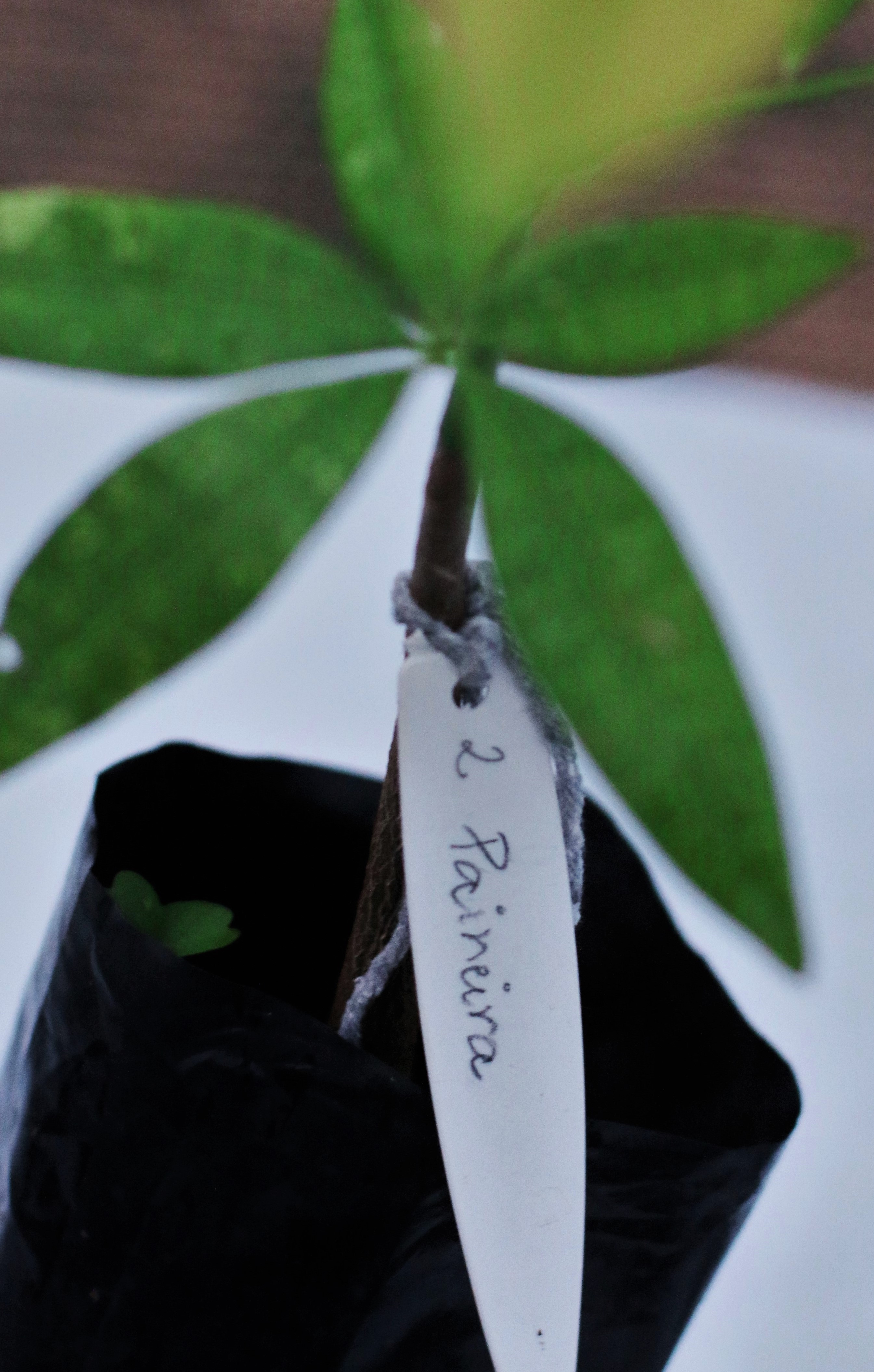 Como plantar uma árvore para salvar o planeta